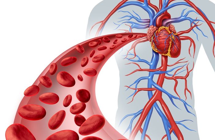 Vascular Surgery